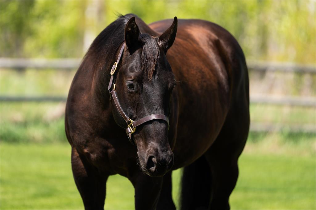 Image #8 (FOUR M BLACK SMOKE)