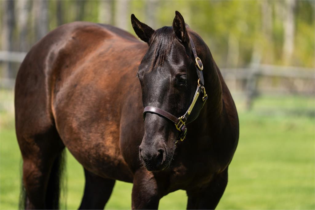 Image #7 (FOUR M BLACK SMOKE)