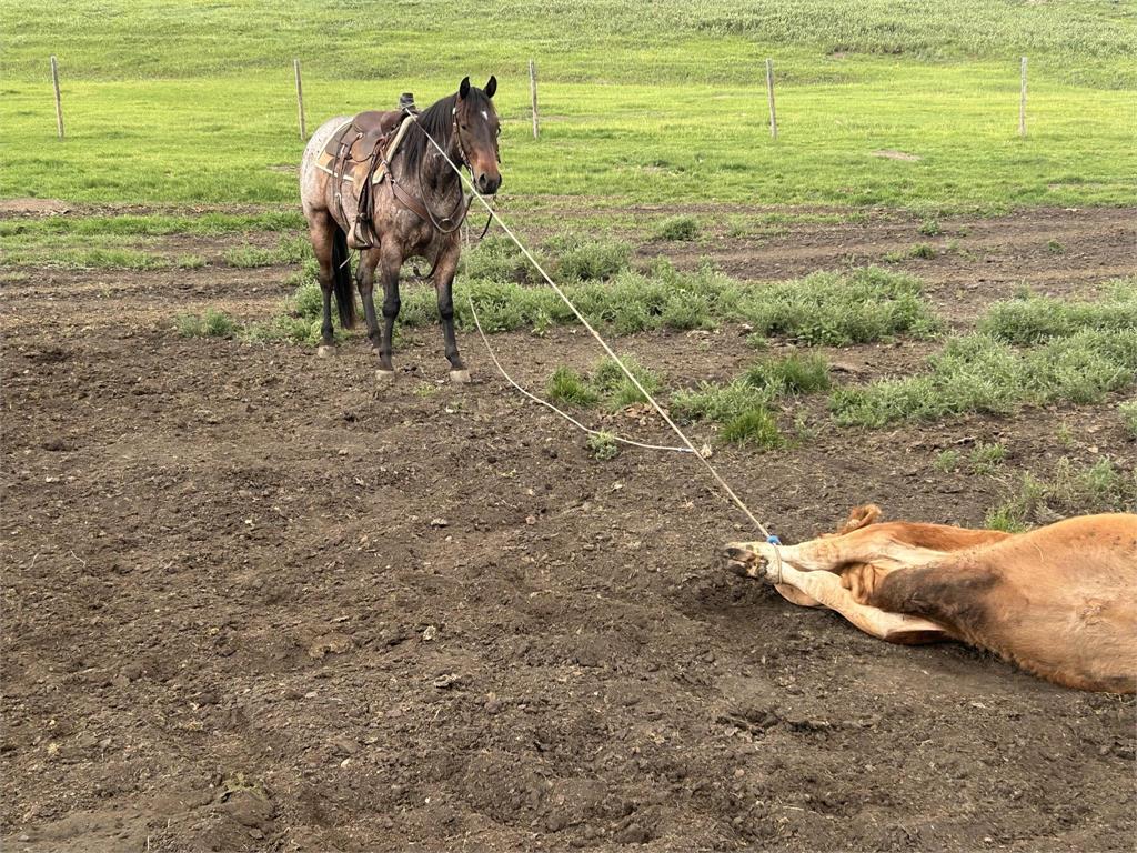 Image #3 (BMP PEPTOS SMUDGE)