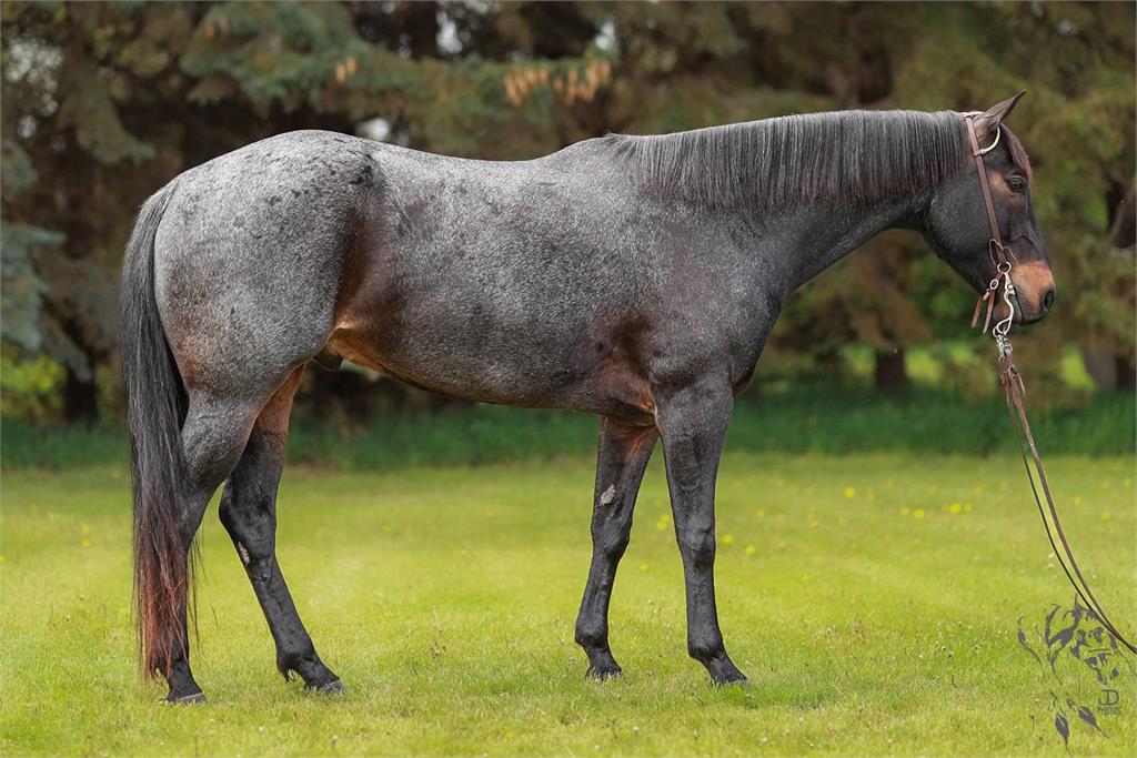 Image #4 (JUNEWOOD BLUES)