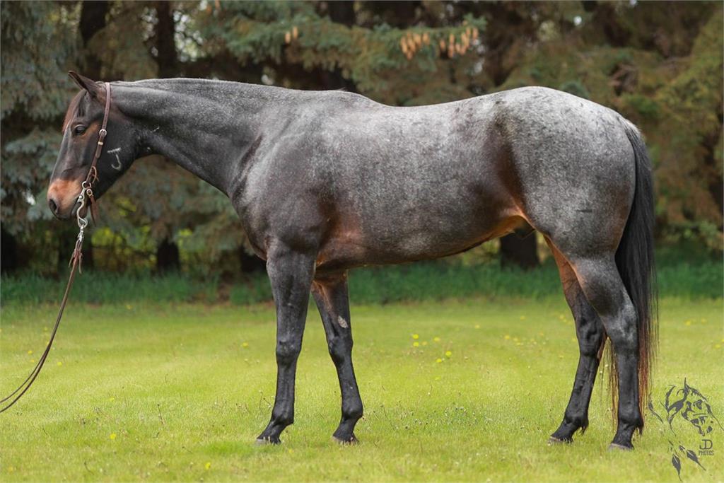 Image #3 (JUNEWOOD BLUES)