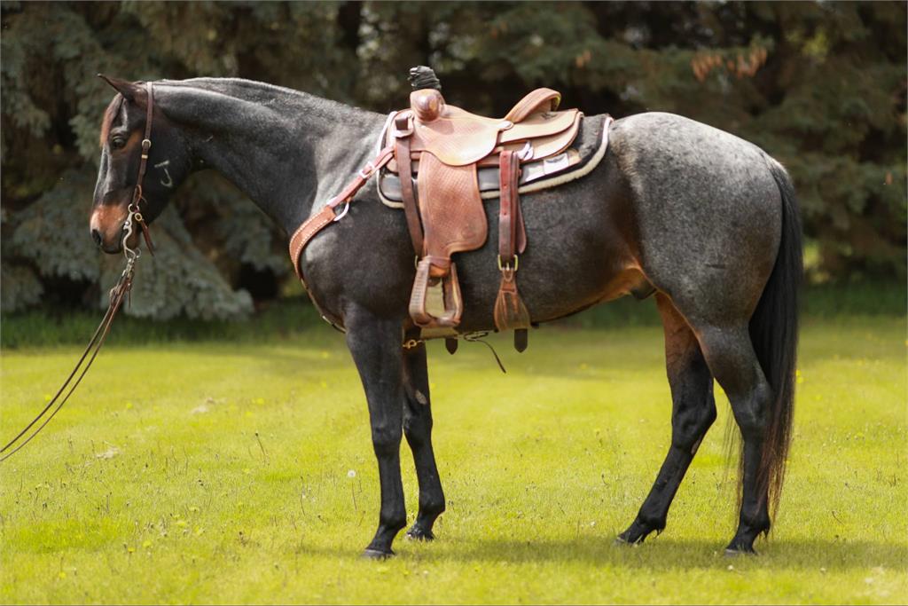 Image #2 (JUNEWOOD BLUES)