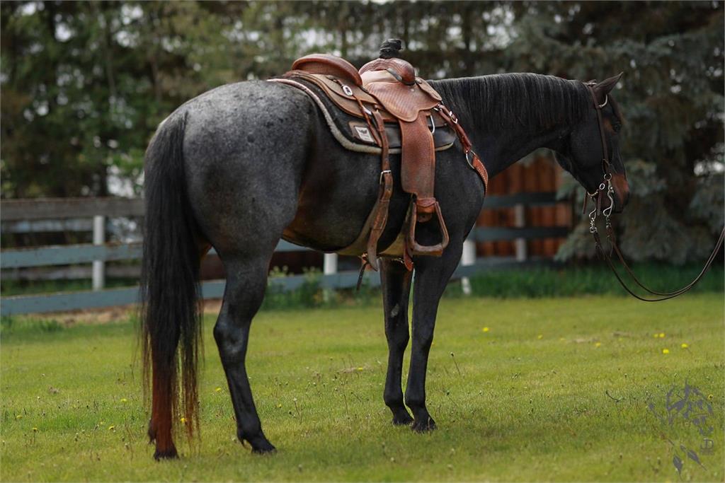 Image #5 (JUNEWOOD BLUES)