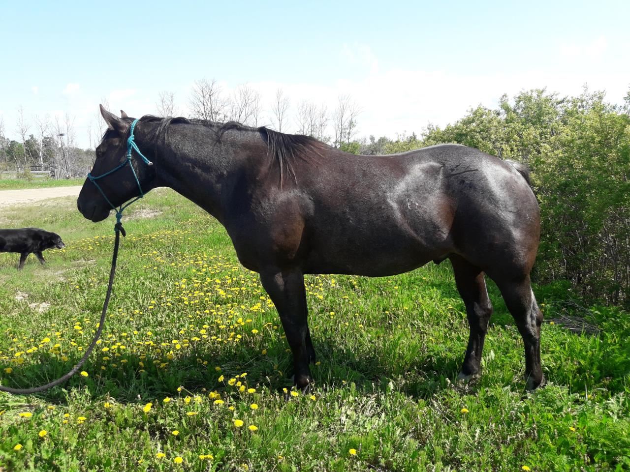BLUESTONE BAR Best of the West Performance Horse Sale