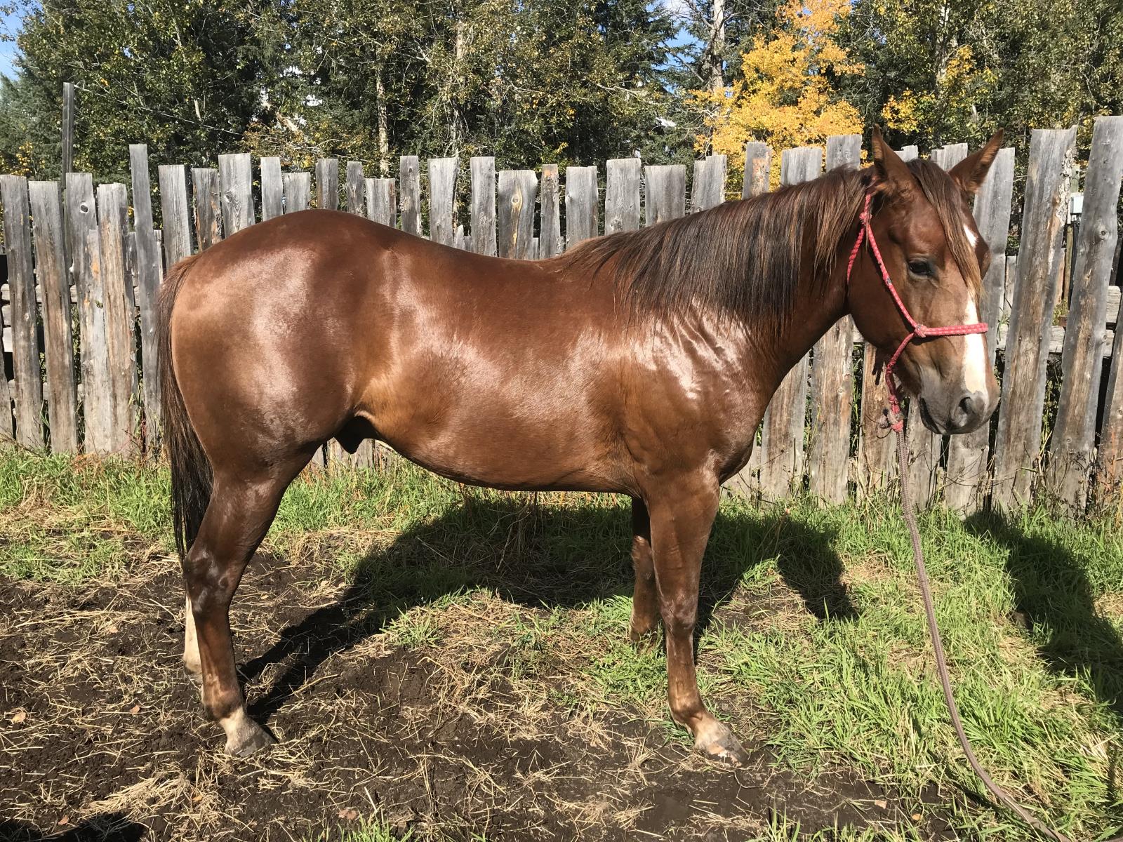 Totsey Sugar Bar JW Quarter Horse Reduction Sale