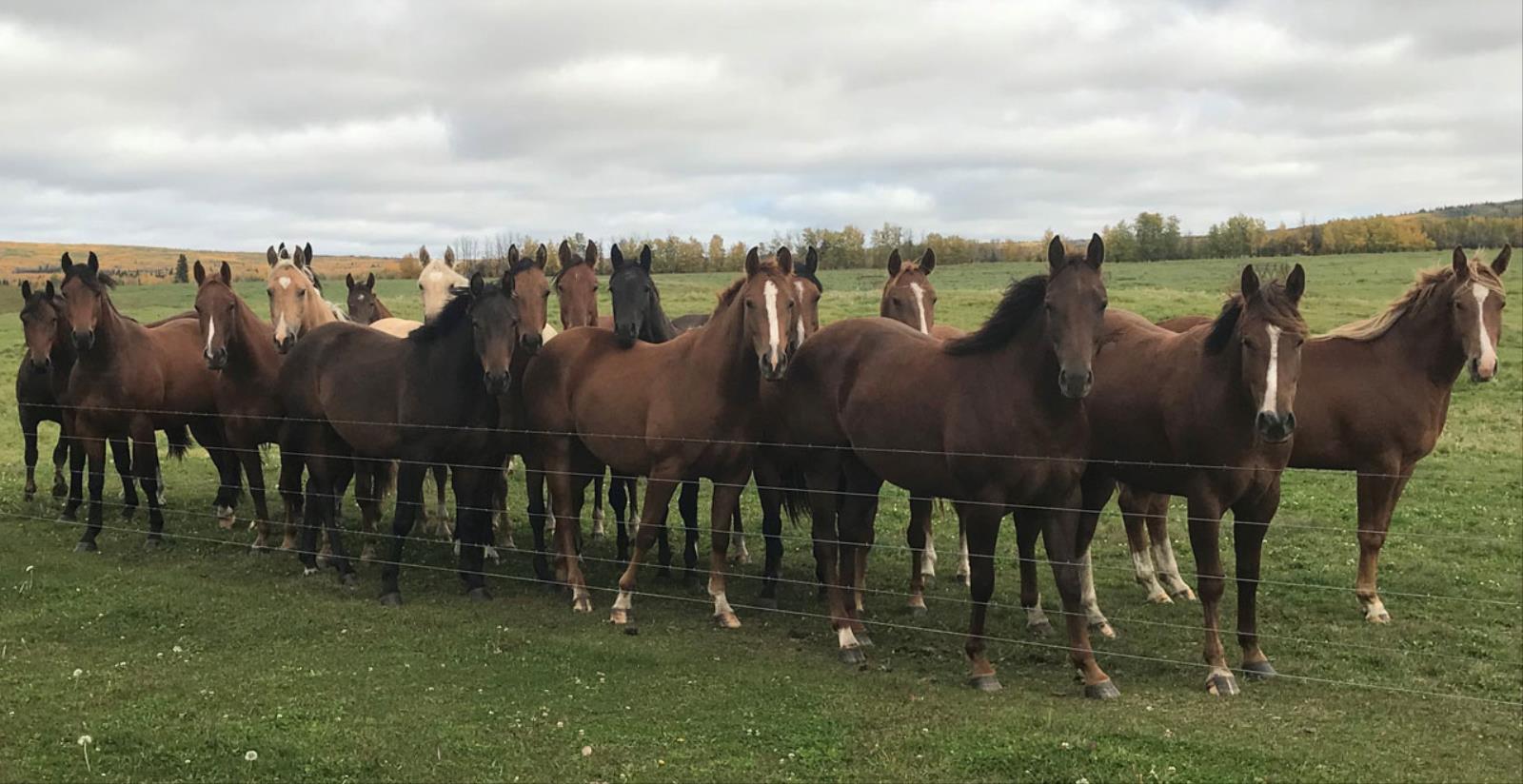 Home JW Quarter Horse Reduction Sale