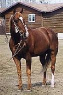 Lynx Eagle