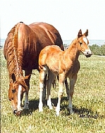 Madonna Major
