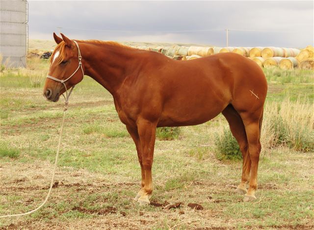 Choc Fritz Spark - RANCH HORSE 