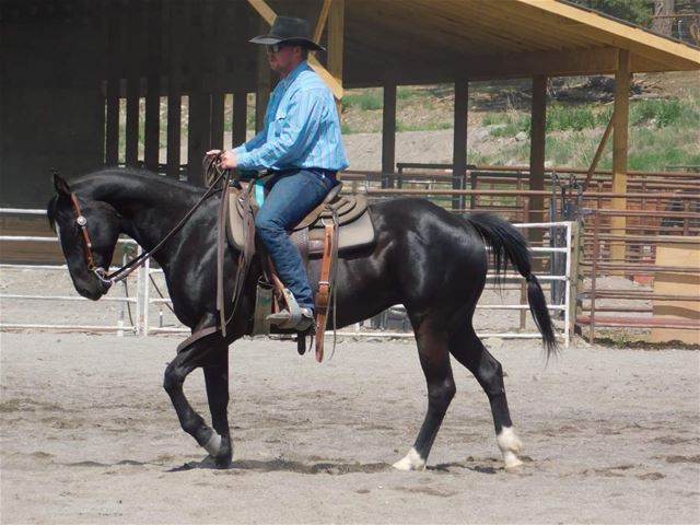 LD Wranglins Austin -RANCH HORSE