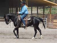 LD Wranglins Austin -RANCH HORSE