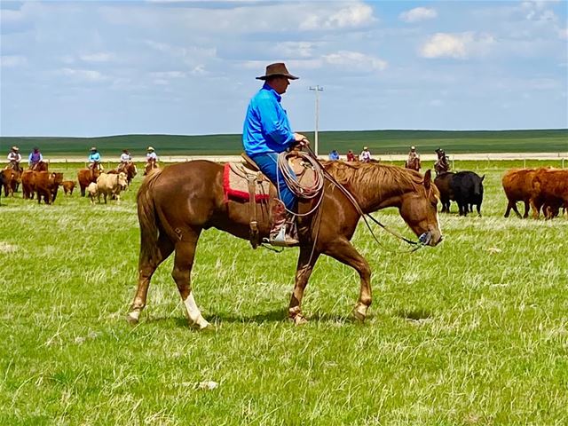 Sparks Hancock -RANCH HORSE 