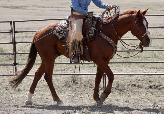 Grandbar Pepto Taz - RANCH HORSE