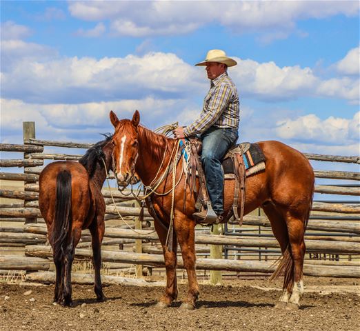 Mr Cata Lynx - RANCH HORSE 