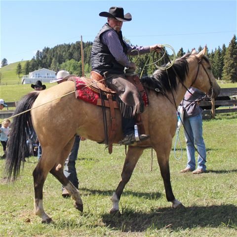 JXL Smoking Jay Kato- RANCH HORSE