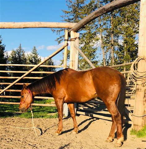 RP Chex Lenas Redi - RANCH HORSE