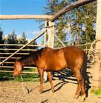 RP Chex Lenas Redi - RANCH HORSE