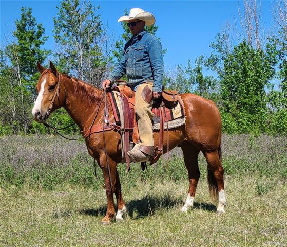 Colonel of the Pearl - RANCH HORSE