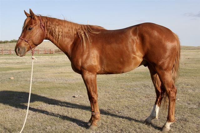 Eagles Fancy Royal - RANCH HORSE 