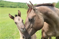 Kareema's colt
