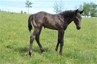 Nickel's colt