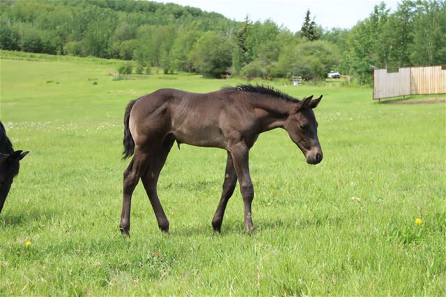 Nickel's colt