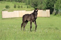 Nickel's colt