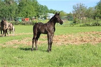 Nickel's colt