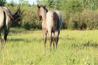Hawk's filly