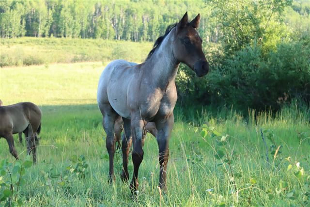 Hawk's filly