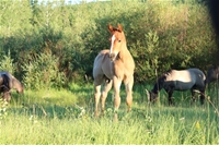 Jewell's Colt
