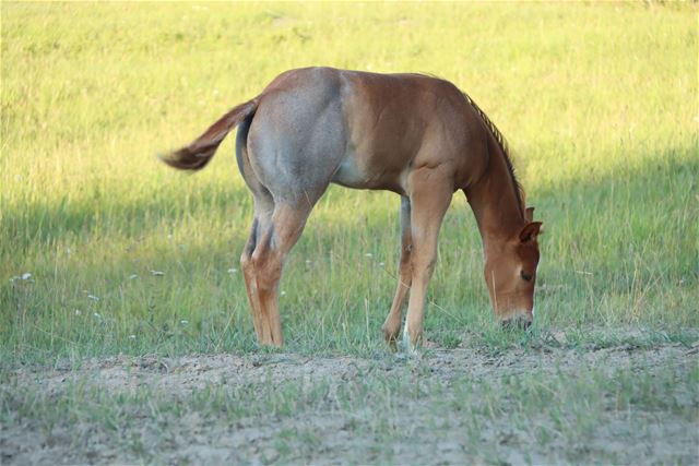 Jewell's Colt