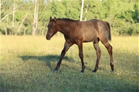 Sage's colt