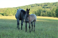 Hawk's filly