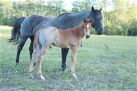 Jewell's Colt