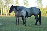Hawk's filly