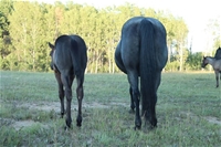 Sage's colt