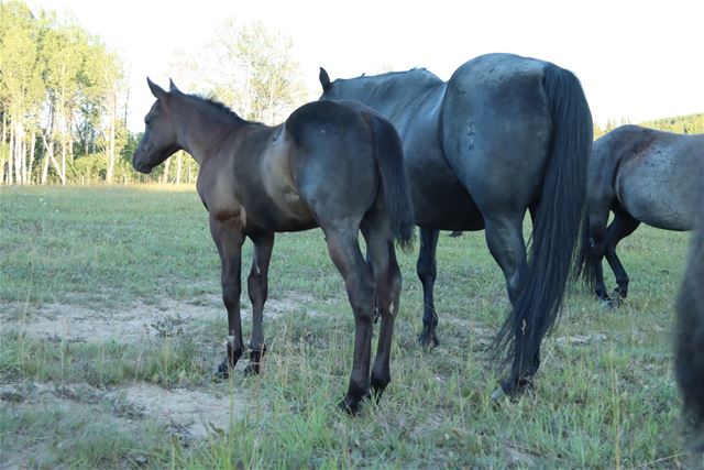 Sage's colt