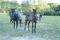 Sage's colt