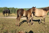 Bristol's colt