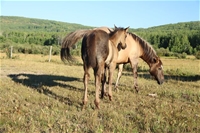 Bristol's colt