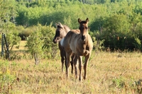 Bristol's colt