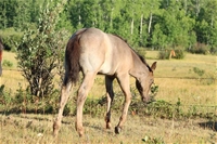 Ember's filly