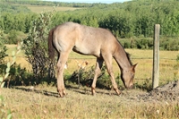 Ember's filly