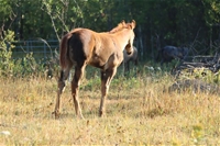 Magic's filly