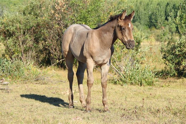 Ember's filly