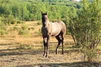 Fireball's colt