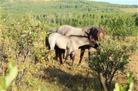Susita's colt