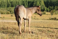Ember's filly