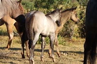Susita's colt